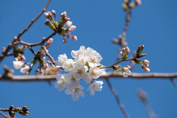 Sky and cherry blossom buds