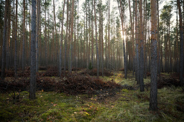 Pine forest covered of green grass and green moss. Mystic atmosphere