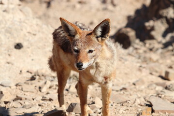 Closeup on a black-backed jackal (canis mesomelas), photographed in Namibia.