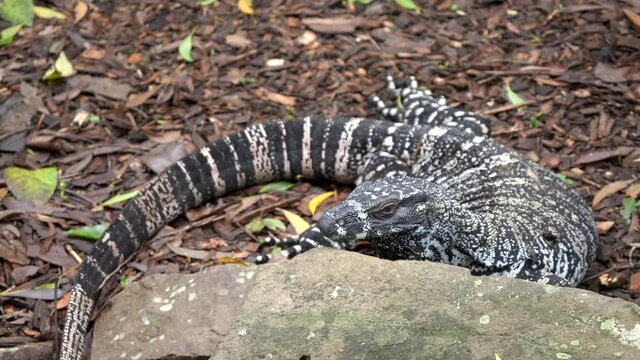 zoom in on lace monitor lizard sunning itself at blackbutt nature reserve in newcastle, australia