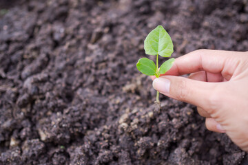 Saving environment, arbor day, card for world earth day concept. Growing trees leader trees Planting tree.