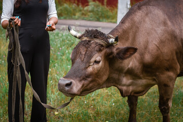 A cow on a leash held by a girl with a blue manicure
