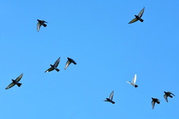 Tauben im Flug vor blauem Himmel