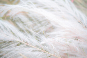 Soft image of  white dry grass flower in autumn leaves season. for wallpaper sweet background.