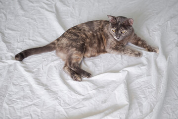 Authentic gray striped cat on white cloth background. Cute animal concept.