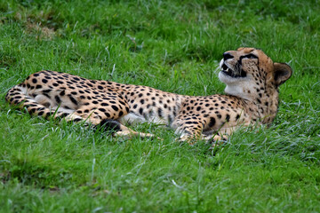 Der Gepard liegt relaxed in der Wiese