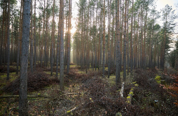 Obraz premium Pine forest covered of green grass and green moss. Mystic atmosphere