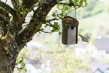Meise am Nistkasten