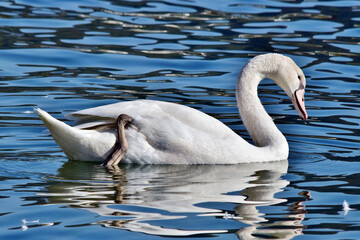Schwan mit weißem Spiegelbild im Wasser schwimmt im Traunsee