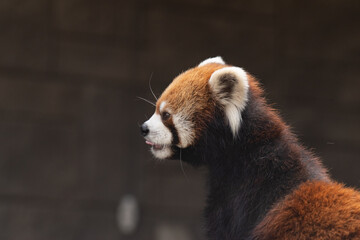 可愛いレッサーパンダ