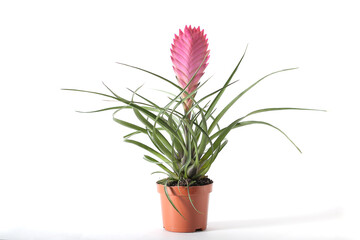 Indoor bromeliad on a white background	