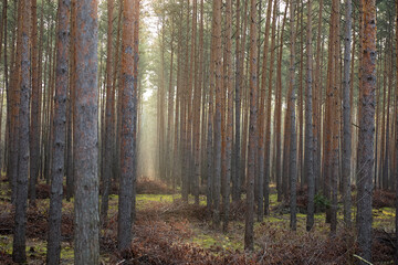 Obraz premium Pine forest covered of green grass and green moss. Mystic atmosphere