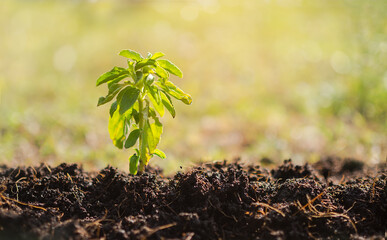 Authentic small tree on soil with blur background. plant that grows new in drought. environmental conservation earth Day concept or the spring. copy space.