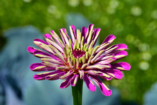 Pinke Zinnie (Nahaufnahme)