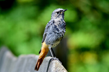 Ein Hausrotschwanz (Großaufnahme)