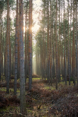 Pine forest covered of green grass and green moss. Mystic atmosphere
