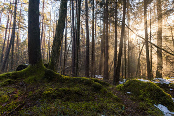 Fototapeta na wymiar Light mood in the morning mist at sunrise in the forest