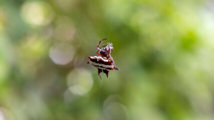Macro photo of Spider Spiny Orb Weaver in public park Rayong Thailand
