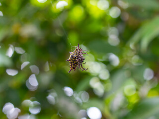 Macro photo of Spider Spiny Orb Weaver in public park Rayong Thailand