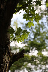 Green leaves along brown tree against a blue sky on sunny afternoon