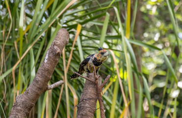 A crested barbet isolated in a garden setting image in horizontal format