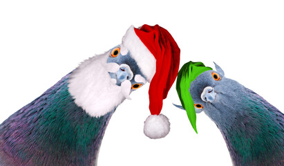 pigeons in santa and elf costume looking at the screen isolated on white