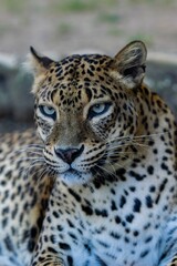 Fototapeta na wymiar portrait of snow leopard