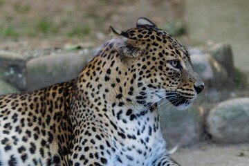 portrait of snow leopard