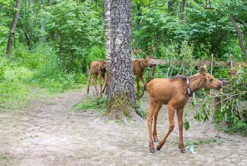 view of the moose calves walking in the nursery, the photo was taken in the forest on a cloudy day,