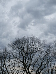 Silhouette trees against a cloudy gray overcast sky