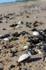 The beach is covered with shells