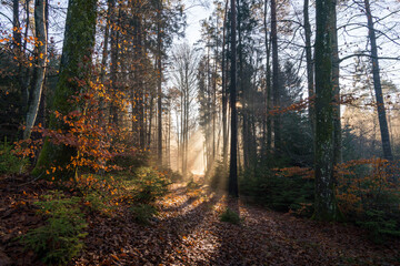 Light mood in the morning mist at sunrise in the forest