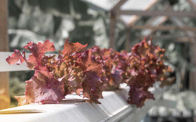 Purple lettuce vegetables grown in Hydroponic system