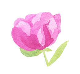 Fototapeta premium Watercolor delicate pink Peony on white isolated background.Botanical illustration of hand drawn flowers.Designs for weddings,valentine's day,mother's day,invitations,cards,social media,packaging.