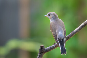 Red-throated Flycatcher on branch on green background.