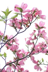 ピンク色のハナミズキの花