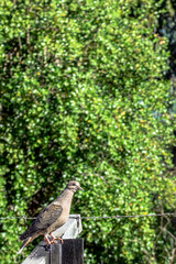 dove sits in the forest on an old fence