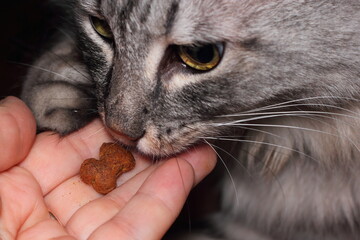 Naklejka premium dry food for cats