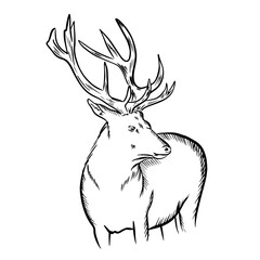 The body of a deer is hand-painted in the style of black and white graphics, vector graphics