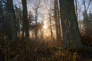 Light mood in the morning mist at sunrise in the forest