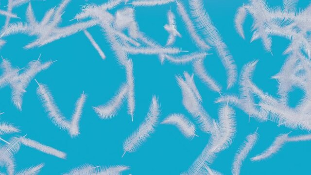 空から降ってくるふわふわした白い羽