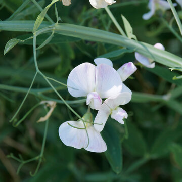 (Lathyrus latifolius) Pois vivace &agrave; fleurs couleur blanche 'White Peal' de forme papilionac&eacute;e, feuilles vertes sur tiges ail&eacute;es pourvues de vrilles