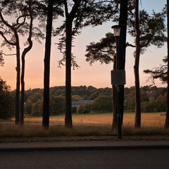 sunset in the park