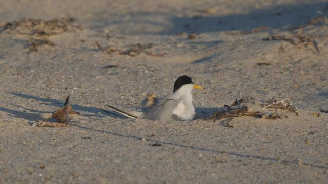 high frame rate clip of little tern chicks returning to suggle under a parent's wing at the entrance in nsw, australia