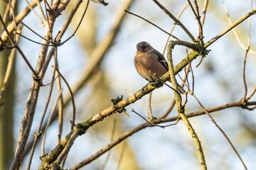 Fototapeta premium Buchfink