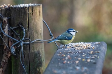 Blaumeise