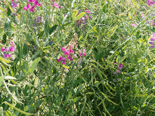 Pois de senteur ou gesse à larges feuilles, Lathyrus latifolius. Plante grimpante aux grappes de...
