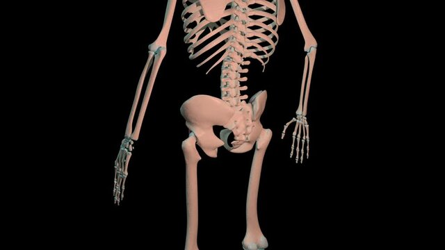 Iliacus Muscles Full Roration Loop