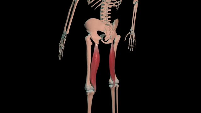 Semimembranosus Muscles Full Roration Loop