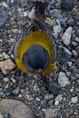 yellow bird on the rocks